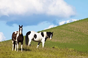 USA, Washington State, Saint John. Horses