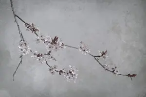 Flowering Prints: USA, Washington State, Seabeck. Flowering plum branch. Date: 13-03-2020