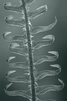 Paulson Prints: USA, Washington State, Seabeck. Sword fern in spring. Date: 29-04-2020
