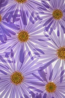 Backlit Prints: USA, Washington State, Seabeck. Purple aster flowers close-up. Date: 04-09-2020
