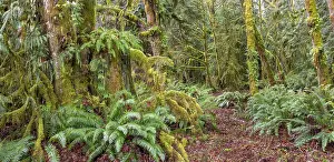 Preserve Prints: USA, Washington State, Seabeck