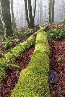 USA, Washington State, Seabeck, Guillemot Cove Nature Preserve. Fallen moss-covered maple tree. Date: 09-01-2021