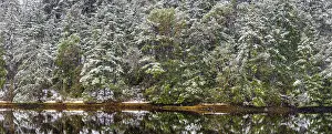 USA, Washington State, Seabeck, Misery Point Preserve. Panoramic of forest reflections in lagoon. Date: 14-02-2021