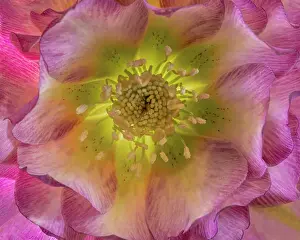Full Prints: USA, Washington State, Seabeck. Hellebore blossom close-up. Date: 20-02-2021