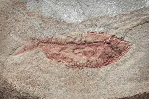 Full Prints: USA, Washington State, Seabeck. Close-up of fish fossil. Date: 27-02-2021