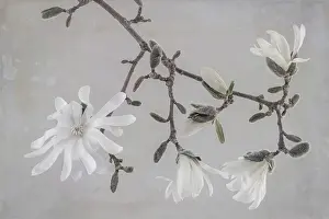 Paulson Prints: USA, Washington State, Seabeck. Close-up of white magnolia blossoms. Date: 30-03-2021