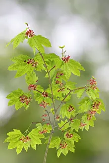Foliage Prints: USA, Washington State, Seabeck. Vine maple branch in spring. Date: 30-04-2021