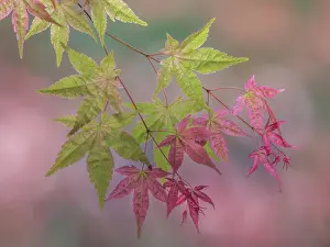 Jaynes Prints: USA, Washington State, Seabeck. Japanese maple branch close-up. Date: 19-05-2021