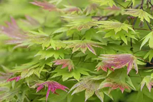 USA, Washington State, Seabeck. Japanese maple tree foliage. Date: 22-05-2021