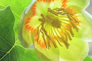 Full Prints: USA, Washington State, Seabeck. Tulip poplar blossom close-up. Date: 01-06-2021
