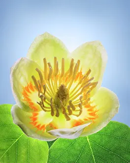 USA, Washington State, Seabeck. Tulip poplar blossom close-up. Date: 01-06-2021