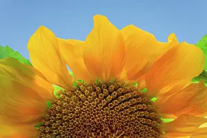 Gold Prints: USA, Washington State, Seabeck. Sunflower blossom close-up. Date: 07-09-2020