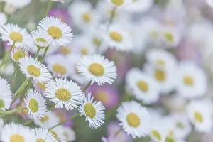 Daisy Prints: USA, Washington State, Seabeck. Santa Barbara daisies. Date: 16-05-2021