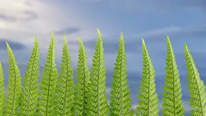 Frond Prints: USA, Washington State, Seabeck. Fern forest against sky. Date: 05-06-2021