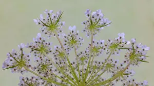 Queen Prints: USA, Washington State, Seabeck. Close-up of Queen Anne's lace plant. Date: 21-07-2021
