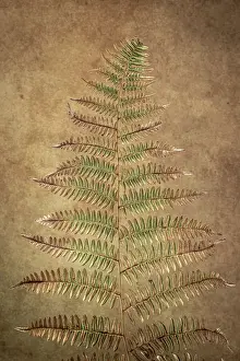 USA, Washington State, Seabeck. Close-up of bracken fern pattern. Date: 21-07-2021
