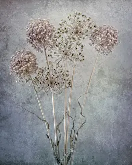 Monarch Prints: USA, Washington State, Seabeck. Allium seed heads close-up. Date: 26-07-2021
