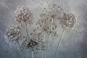 Monarch Prints: USA, Washington State, Seabeck. Underwing butterfly on allium seed heads. Date: 26-07-2021