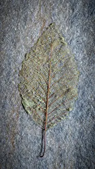 State Prints: USA, Washington State, Seabeck. Skeletonized alder leaf on rock. Date: 03-08-2021