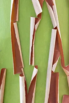 Gallery Prints: USA, Washington State, Seabeck. Peeling madrone tree bark. Date: 06-08-2021