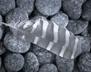 Gallery Prints: USA, Washington State, Seabeck. Raptor feather on rocks. Date: 12-08-2021
