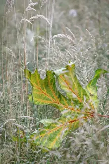 USA, Washington State, Seabeck. Autumn bigleaf maple leaf caught in grasses. Date: 13-08-2021