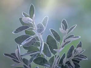 USA, Washington State, Seabeck. Senecio leaves close-up. Date: 14-08-2021