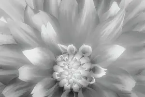 Gallery Prints: USA, Washington State, Seabeck. Dahlia close-up in black and white. Date: 23-08-2021
