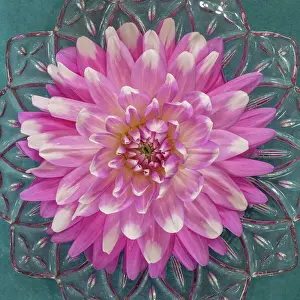 Gallery Prints: USA, Washington State, Seabeck. Pink dahlia in crystal bowl. Date: 25-08-2021