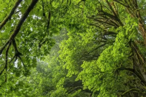 USA, Washington State, Seabeck. Bigleaf maple trees in Anderson Landing County Park. Date: 28-08-2021