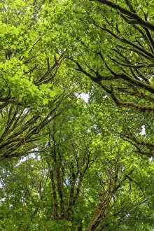 USA, Washington State, Seabeck. Bigleaf maple trees in Anderson Landing County Park. Date: 28-08-2021