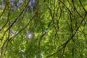 USA, Washington State, Seabeck. Bigleaf maple trees in Anderson Landing County Park. Date: 28-08-2021