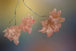 Vine Prints: USA, Washington State, Seabeck. Vine maple leaves on branch in autumn. Date: 09-10-2021