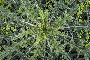 Gallery Prints: USA, Washington State, Seabeck. Close-up of thistle plant. Date: 11-10-2021