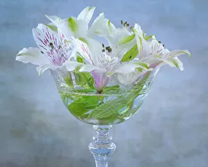 Vase Gallery: USA, Washington State, Seabeck. Alstroemeria blossoms
