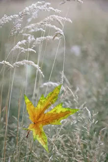 Leaf Collection: USA, Washington State, Seabeck. Autumn bigleaf maple leaf caught in grasses. Date: 13-08-2021