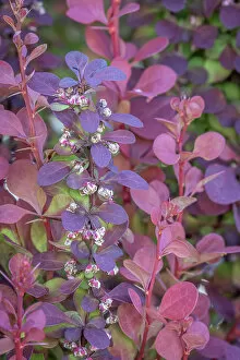 Leaves Collection: USA, Washington State, Seabeck. Barberry bush leaves and flowers. Date: 16-05-2021