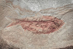 Images Dated 4th October 2021: USA, Washington State, Seabeck. Close-up of fish fossil. Date: 27-02-2021