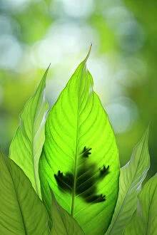 Backlit Gallery: USA, Washington State, Seabeck. Composite of frog on leaf