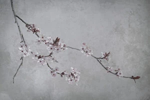 Branch Collection: USA, Washington State, Seabeck. Flowering plum branch. Date: 13-03-2020