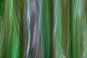 Abstract Gallery: USA, Washington State, Seabeck. Forest fantasy in