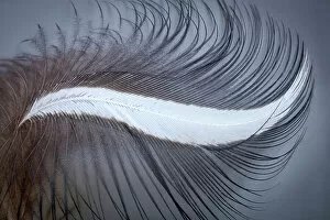 Images Dated 4th October 2021: USA, Washington State, Seabeck. Great blue heron feather close-up. Date: 13-09-2020