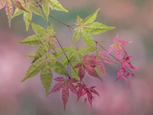 Images Dated 4th October 2021: USA, Washington State, Seabeck. Japanese maple branch close-up. Date: 19-05-2021