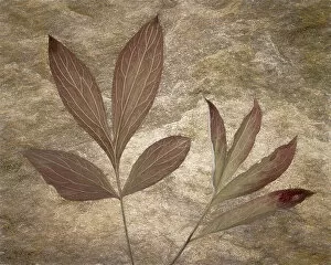 Leaf Collection: USA, Washington State, Seabeck. Peony leaves close-up. Date: 14-10-2021