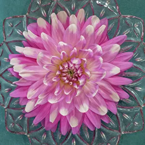 Vase Gallery: USA, Washington State, Seabeck. Pink dahlia in crystal bowl