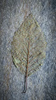 Leaf Collection: USA, Washington State, Seabeck. Skeletonized alder leaf on rock. Date: 03-08-2021