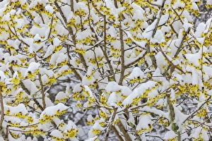 Branch Gallery: USA, Washington State, Seabeck. Snow on witch hazel tree