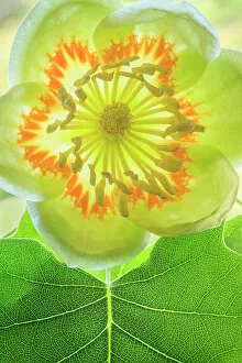 Images Dated 4th October 2021: USA, Washington State, Seabeck. Tulip poplar blossom close-up. Date: 01-06-2021