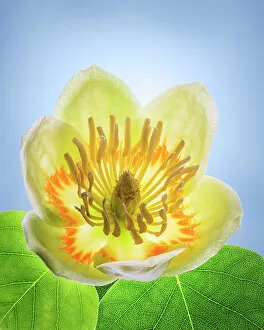 Images Dated 4th October 2021: USA, Washington State, Seabeck. Tulip poplar blossom close-up. Date: 01-06-2021