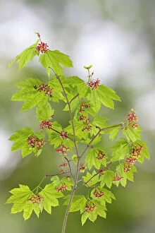 Backlit Gallery: USA, Washington State, Seabeck. Vine maple branch in spring